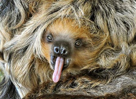 Cute Funny Animalz: Funny Sloth New Nice Images And Wallpapers 2013