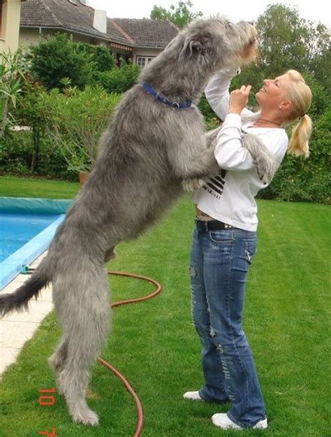 The tallest one! | Big dog breeds, Irish wolfhound puppies, Dog breeds