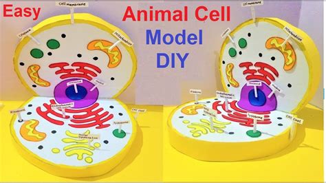 Animal Cell 3D Model Youtube : 3d Animal Cell Model In A Shoebox Novocom Top : For different ...