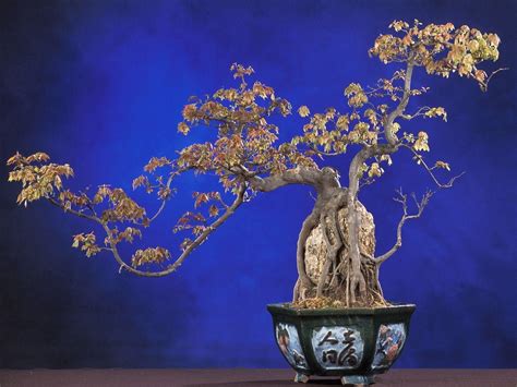 Bonsai Tree Wallpapers - Wallpaper Cave