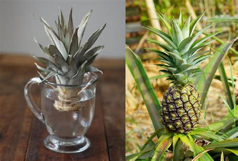 How to propagate a pineapple plant and its care very easily - Global ...