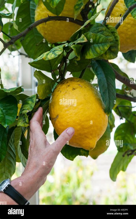 Citron fruit, Citrus medica Stock Photo - Alamy