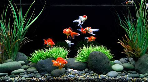 How to Care for a Goldfish: Top Tips & Myths - Pet Territory