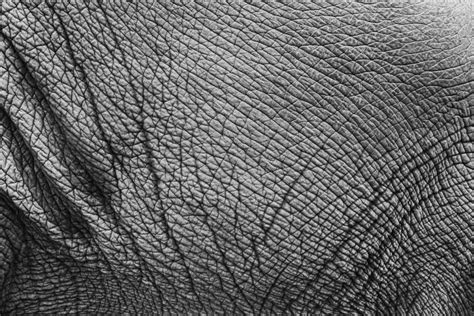 How did the Elephant Skin get its Cracks? New Research Has an Answer ...