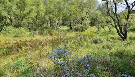 Constructed Stormwater Wetland | Benefits Property Ower & Wildlife