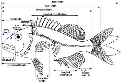 Features & Measurements – Discover Fishes