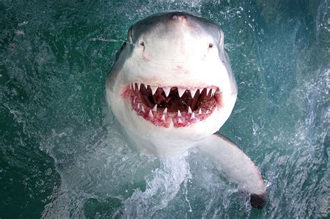 Smiling great white shark flashes teeth inches from camera