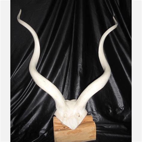 Polished Kudu Skull Inner Bone | Kudu, Skull, Fab