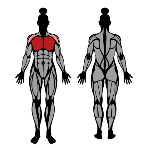 Dumbbell Chest Fly: Muscles Worked & Technique – StrengthLog