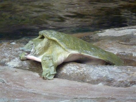 Chinese Softshell Turtle Facts and Pictures | Reptile Fact