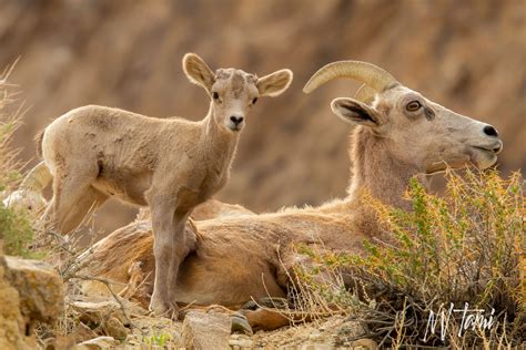 Bighorn Sheep Baby - NEVADA GHOST TOWNS & BEYOND