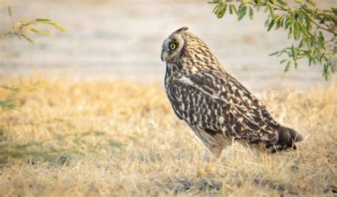 Wildlife Tour To Little Rann Of Kutch