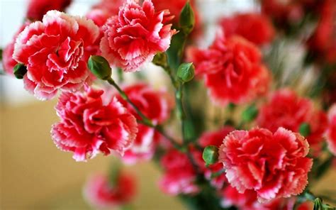 Carnation treatments, most common diseases and pests of this flower, Nexles