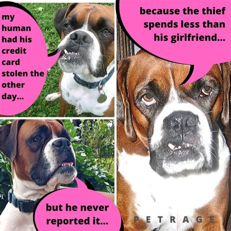 Sarcastic Boxer Dog Coconut Meme - PETRAGE