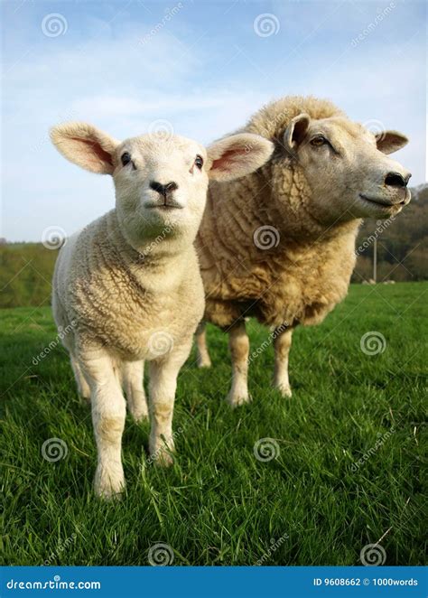 Lamb and Ewe stock photo. Image of field, curiosity, enthusiastic - 9608662