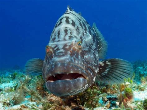 Is The Atlantic Goliath Grouper Endangered?