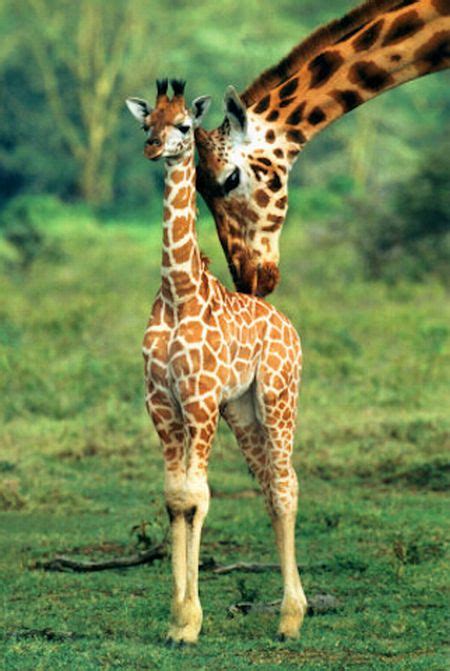 Baby Giraffes (40 pics)