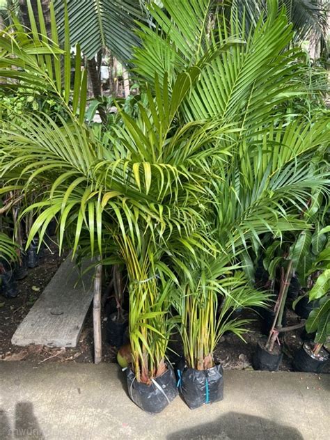 หมากเหลือง Areca Palm,Butterfly Palm, Yellow palm โดยAlungkarn อ.เมืองราชบุรี จ.ราชบุรี รหัส ...