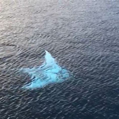 Albino Manta Ray, one of the rarest albino animals in the world 😱 Follow @fathomlesslife for ...