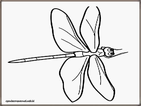 Contoh 15+ Gambar Capung Untuk Mewarnai - KataUcap