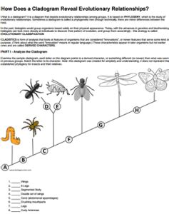 How Does a Cladogram Reveal Evolutionary Relationships?