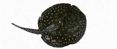 Freshwater stingray venom varies according to sex and age