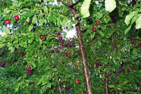 Wild Harvests: Cherry Plum- an early plum gone wild