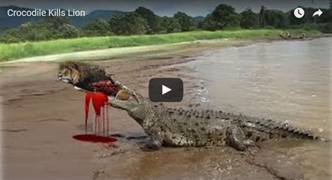 Crocodile Kills Lion