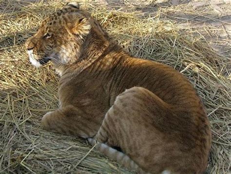 Quadruplet Chinese Liger Cubs - Liger Profile