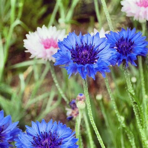 A beautiful capture of the blue flowers at Fukuoka Japan