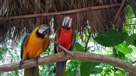 A couple of macaws at Jungle Island in Miami, FL : r/parrots