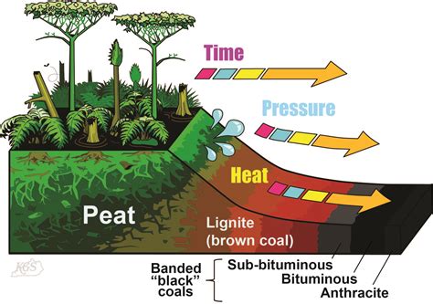 [DIAGRAM] Tree Of Life Diagram Coal - MYDIAGRAM.ONLINE