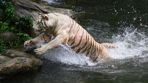 Baby White Tigers In Snow With Blue Eyes