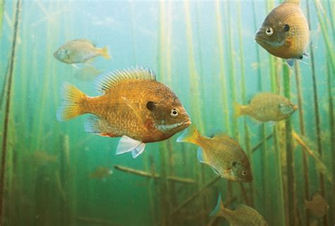 Science Reveals Bluegill Secrets - In-Fisherman