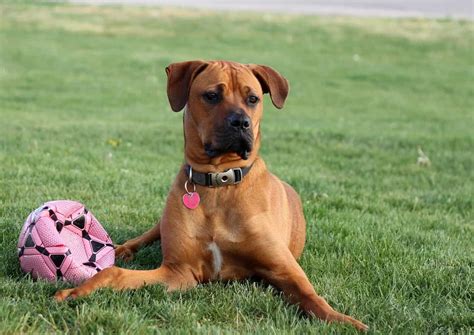 15 Boxer Mixes: Loyal & Playful Partners Boxer Mixed Breeds!