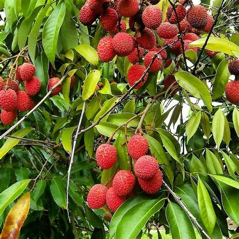 Lychee Garden - Sere Fruit