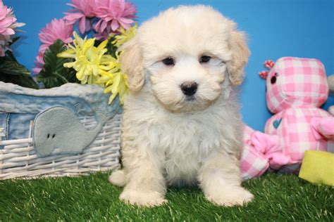 Malti Poo Puppies For Sale - Long Island Puppies