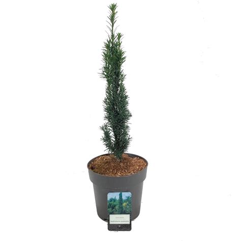 Taxus baccata 'Fastigiata Robusta' — Plant Wholesale FlorAccess