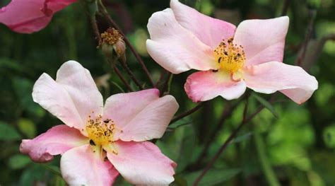 22 Popular Heirloom Roses to Grow This Season