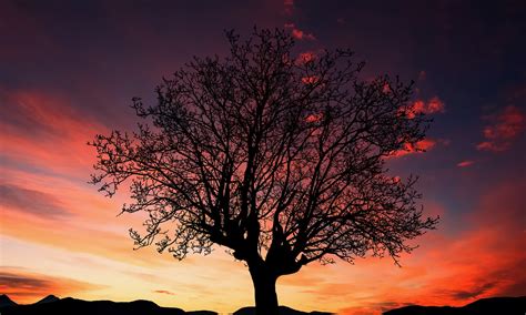 Download Tree, Silhouette, Sunset. Royalty-Free Stock Illustration Image - Pixabay