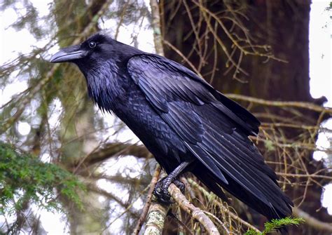 Common Raven | Audubon Field Guide