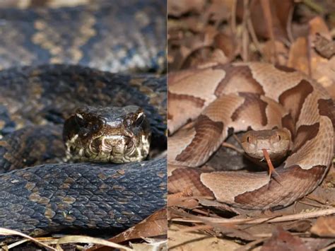 Cottonmouth vs. Copperhead: All Differences Explained - Everything Reptiles