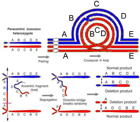 In the chromosome inversion