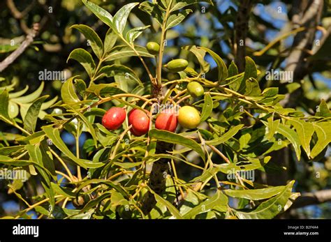 African plum tree hi-res stock photography and images - Alamy