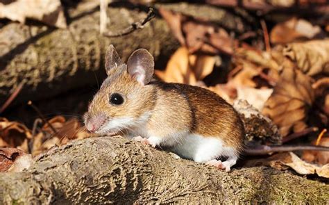 A Guide To White-Footed Mice In Washington State | Prosite Pest Control