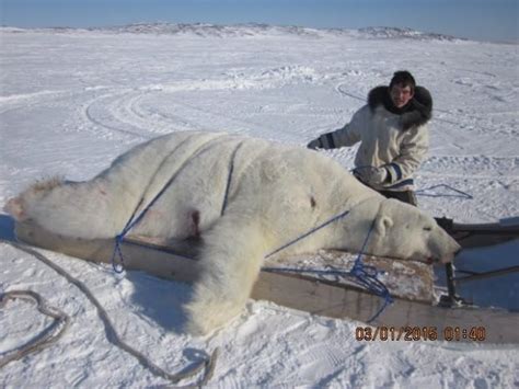 Polar bear hunting in Nunatsiavut legal and sustainable, hunter says | CBC News