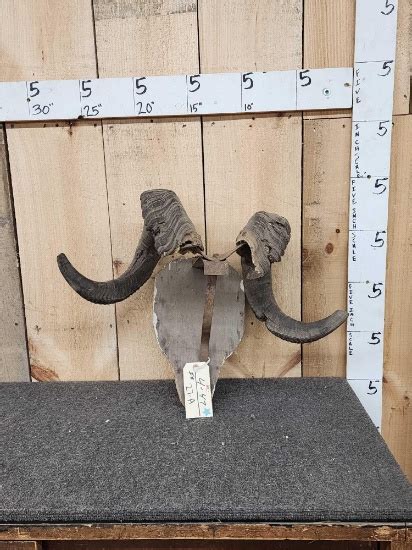 Vintage Alaskan Dall Sheep Horns Taxidermy | Art, Antiques & Collectibles Collectibles Taxidermy ...