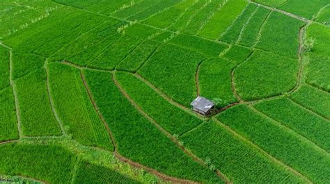 Meski Swasembada Beras, Jumlah Luas Lahan Pertanian di Indonesia Makin ...