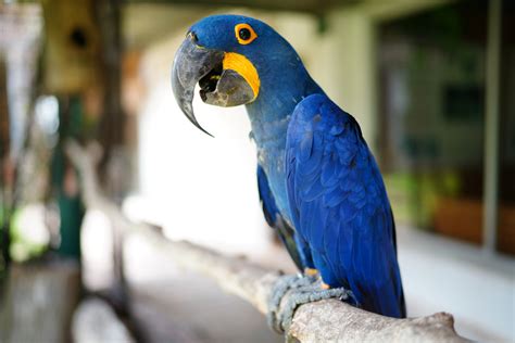 Is the Blue Macaw Extinct? Not Yet! - Earth.com - Earthpedia