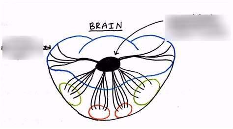 Insect Nervous System Diagram | Quizlet